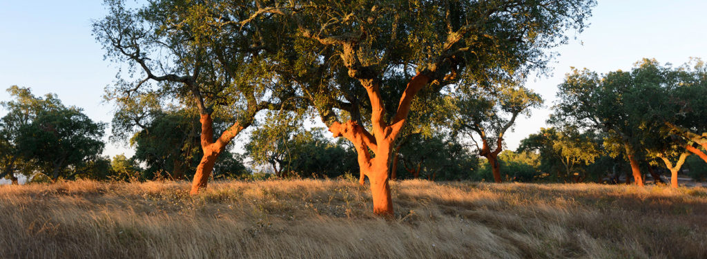 cork tree