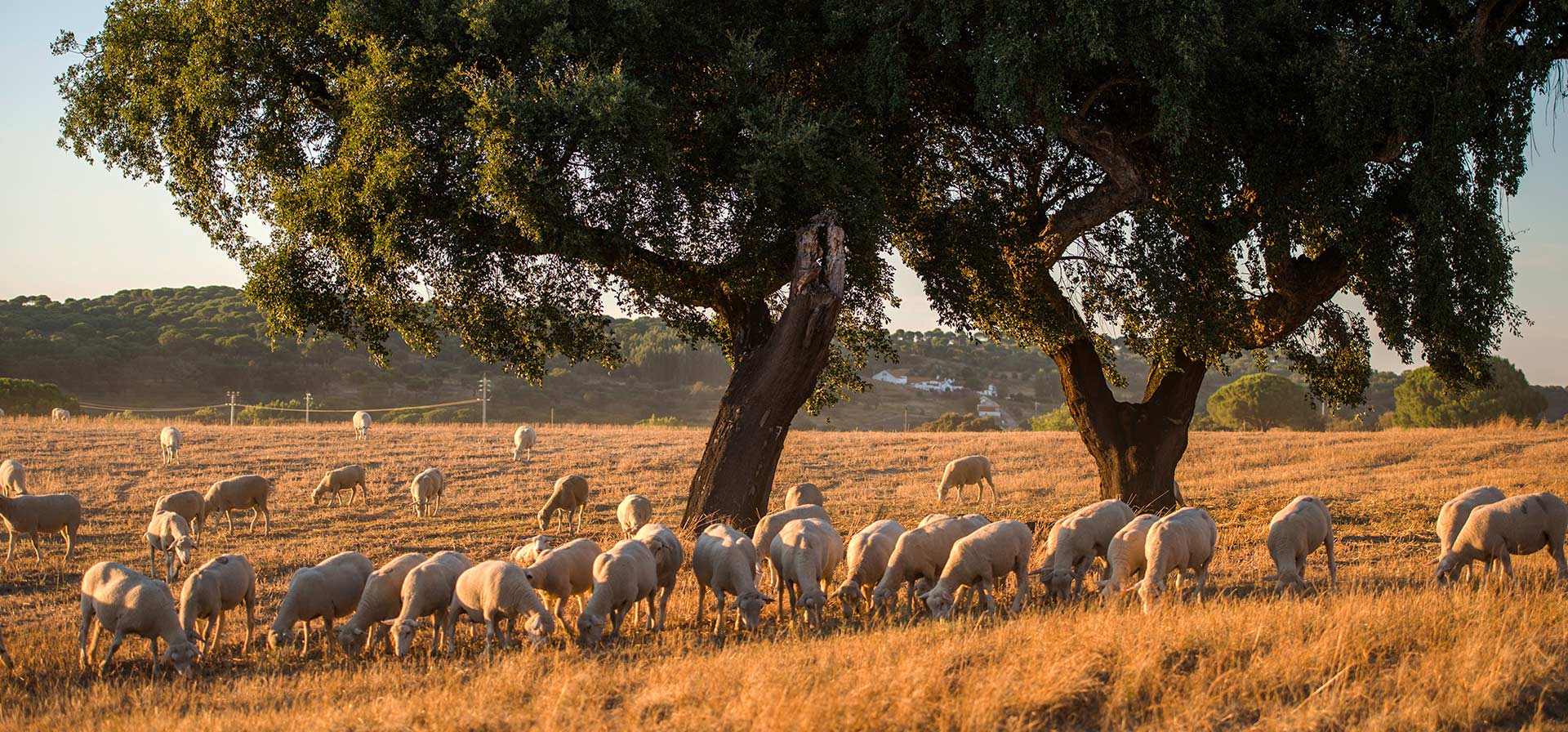 Are Cork Trees Endangered? - Bent & Bree