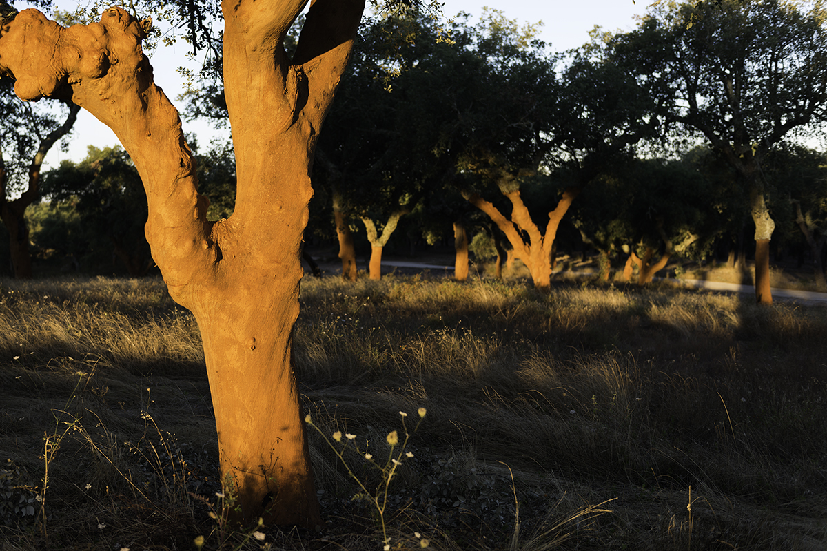 cork trees without bark